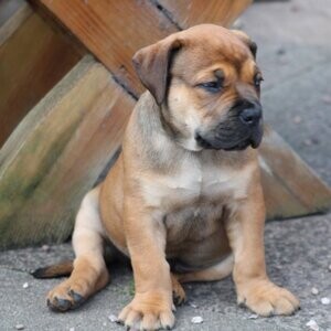 Boerboel puppies available | PostAds PH