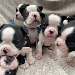 boston terrier puppies for adoption | PostAds PH