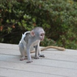 Marmoset Monkeyys WhatsApp:(+63-9455-189-371) Viber:(+63-9455-189-371) | PostAds PH