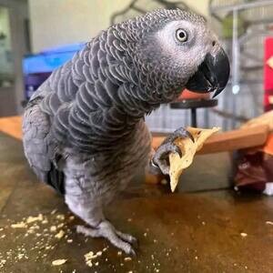African gray parrot for rehoming | PostAds PH