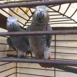 Top breed African gray parrots | PostAds PH