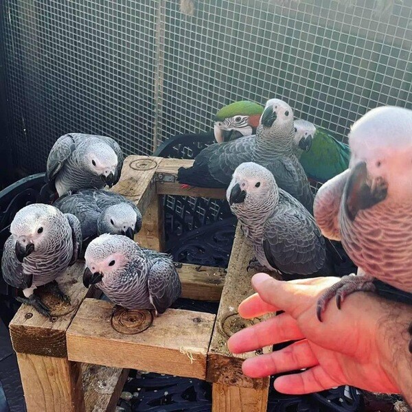 African grey parrots are part of our families.