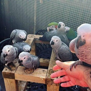 African grey parrots are part of our families. | PostAds PH