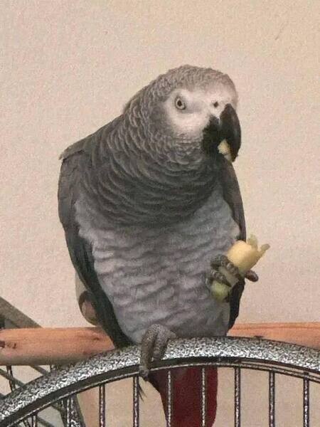 African grey parrots are part of our families too
