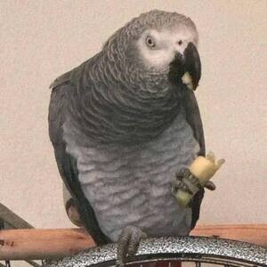 African grey parrots are part of our families too | PostAds PH