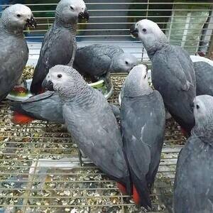 African gray parrots for adoption | PostAds PH