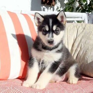 Stunning Husky whatsapp:+44-7543-470-027 | PostAds PH