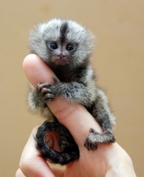 Marmoset Monkeys whatsapp:+44-7543-470-027