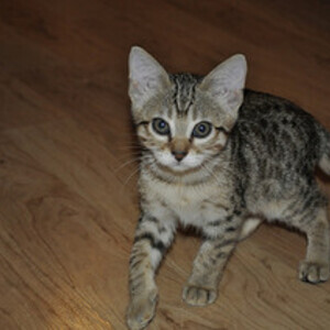 Savannah Stunning Kittens Viber:+63-9481-451-325 | PostAds PH