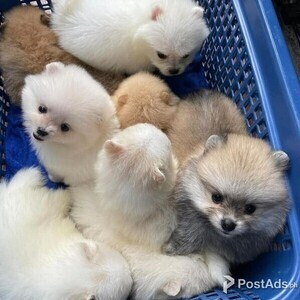 TEACUP POMERANIAN PUPPIES FOR SALE METRO MANILA AI (DOG) | PostAds PH