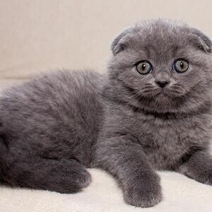 SCOTTISH FOLD CAT FOR SALE PH (DOG) AI | PostAds PH