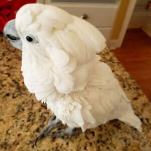 malee and female umbrella Cockatoos WhatsApp:(+63-9455-189-371) Viber:(+63-9455-189-371) | PostAds PH