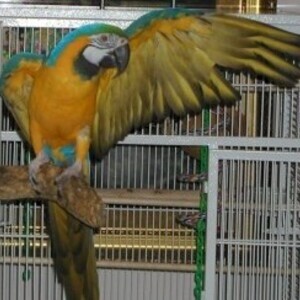A Bonded Pair Of Hyacinth Macaw WhatsApp:(+63-9455-189-371) Viber:(+63-9455-189-371) | PostAds PH