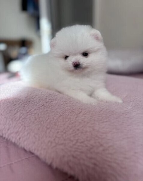 Pomeranian WhatsApp:(+63-9455-189-371)  Viber:(+63-9455-189-371)