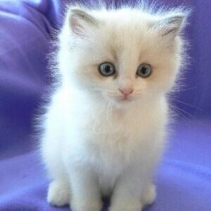 Home Raised Ragdoll Kittens Viber:+63-9481-451-325 | PostAds PH
