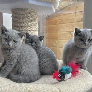 cute kittens available | PostAds PH