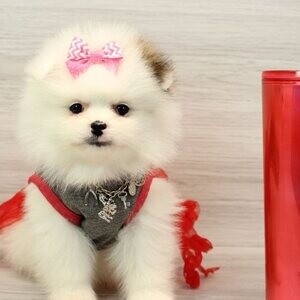 Mga Tuta ng Pomeranian | PostAds PH