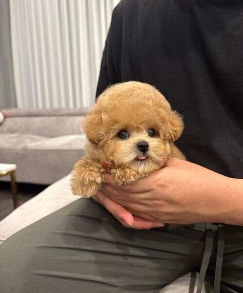 Teacup Poodle Puppies For Sale