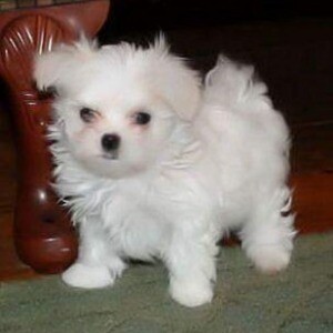 wonderful maltese puppies for adoption | PostAds PH