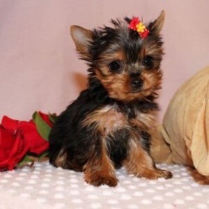 Competent Yorkie Puppies | PostAds PH