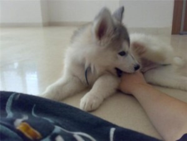  Siberian Husky
