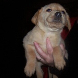 ADORABLE ENGLISH BULLDOG PUPPIES | PostAds PH