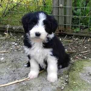 Border Collie Puppies | PostAds PH