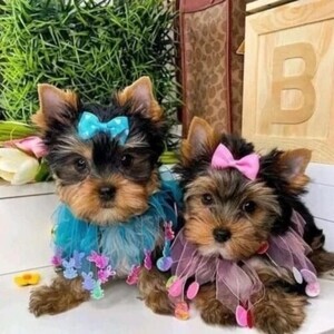 Beautifull Yorkie puppies | PostAds PH