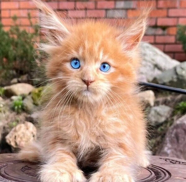 Maine Coon kittens