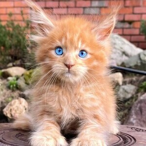 Maine Coon kittens | PostAds PH