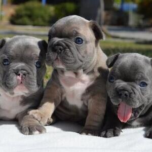 Three adorable French bulldog puppies.WhatsApp:(+63-9455-189-371) Viber:(+63-9455-189-371) | PostAds PH