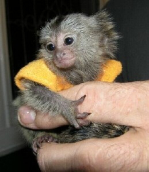 Finger Marmoset Monkeys WhatsApp:(+63-9455-189-371)  Viber:(+63-9455-189-371)