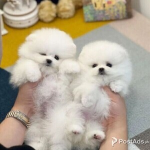 BEAUTIFUL TEACUP POMERANIAN PUPPIES FOR SALE 09457024296 (DOG) | PostAds PH