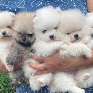 CUTE TEACUP POMERANIAN 09457024296 | PostAds PH