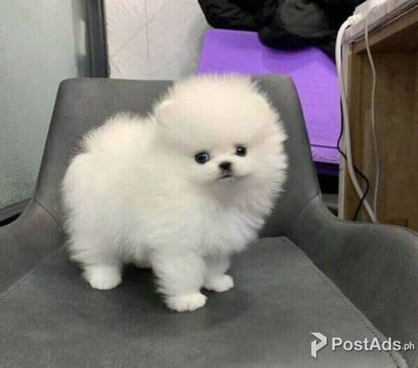 CUTE AND HEALTHY TEACUP POMERANIAN 09457024296