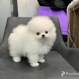CUTE AND HEALTHY TEACUP POMERANIAN 09457024296 | PostAds PH