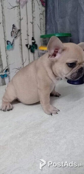 2 cute brown french bulldogs puppies for sale 09457024296