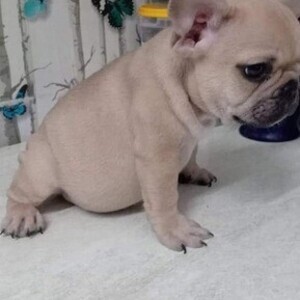 2 cute brown french bulldogs puppies for sale 09457024296 | PostAds PH