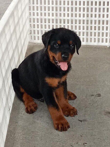 BEAUTIFUL ROTTWEILER PUPPIES FOR SALE PH (DOG) 