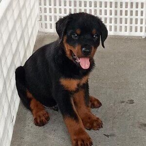 BEAUTIFUL ROTTWEILER PUPPIES FOR SALE PH (DOG) | PostAds PH