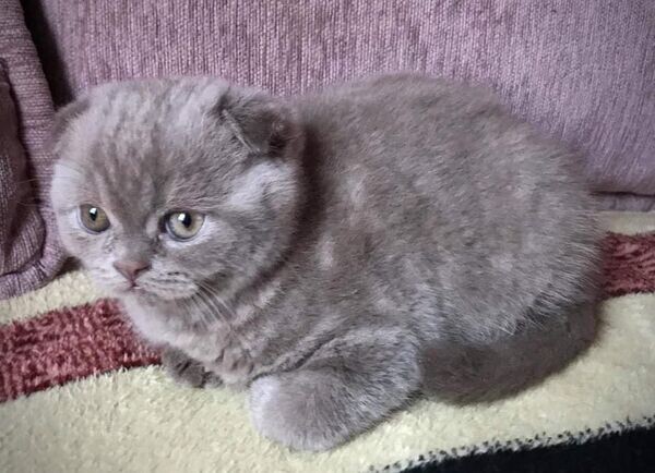 2 CUTE SCOTTISH FOLD CATS FOR SALE MANILA 09457024296