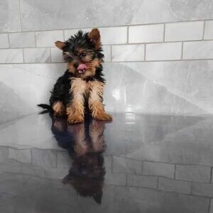Awsome Teacup Yorkie Puppies For Sale | PostAds PH