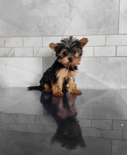 Teacup Yorkie Puppies