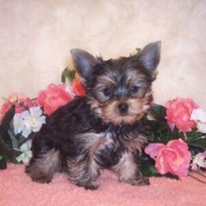 Teacup Yorkie Puppies WhatsApp:(+63-9455-189-371) Viber:(+63-9455-189-371) | PostAds PH