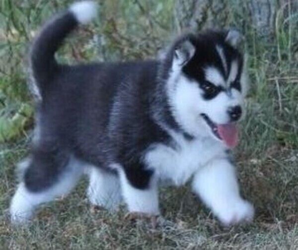 Sweet Siberian Husky Pups WhatsApp:(+63-9455-189-371)  Viber:(+63-9455-189-371)
