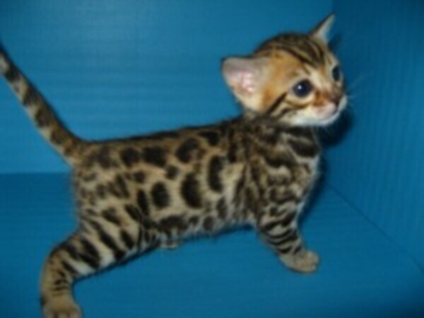 Bengal kittenss WhatsApp:(+63-9455-189-371)  Viber:(+63-9455-189-371)