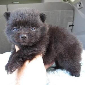 Pomeranian puppies available WhatsApp:(+63-9455-189-371) Viber:(+63-9455-189-371) | PostAds PH