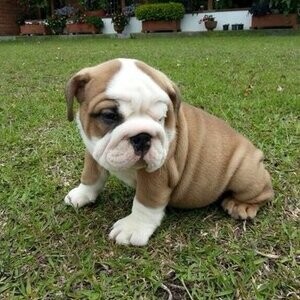 English Bulldogs pups WhatsApp:(+63-9455-189-371) Viber:(+63-9455-189-371) | PostAds PH