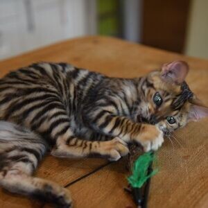 Toyger kittens available WhatsApp:(+63-9455-189-371) Viber:(+63-9455-189-371) | PostAds PH