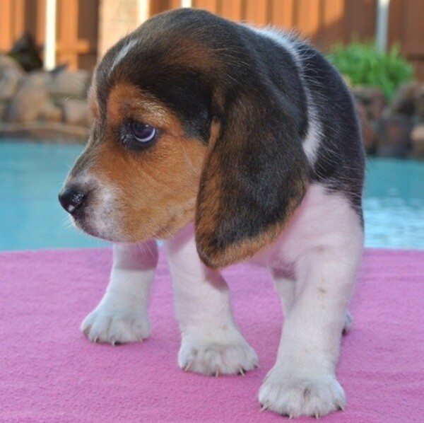 Beagle Puppies available WhatsApp:(+63-9455-189-371)  Viber:(+63-9455-189-371)